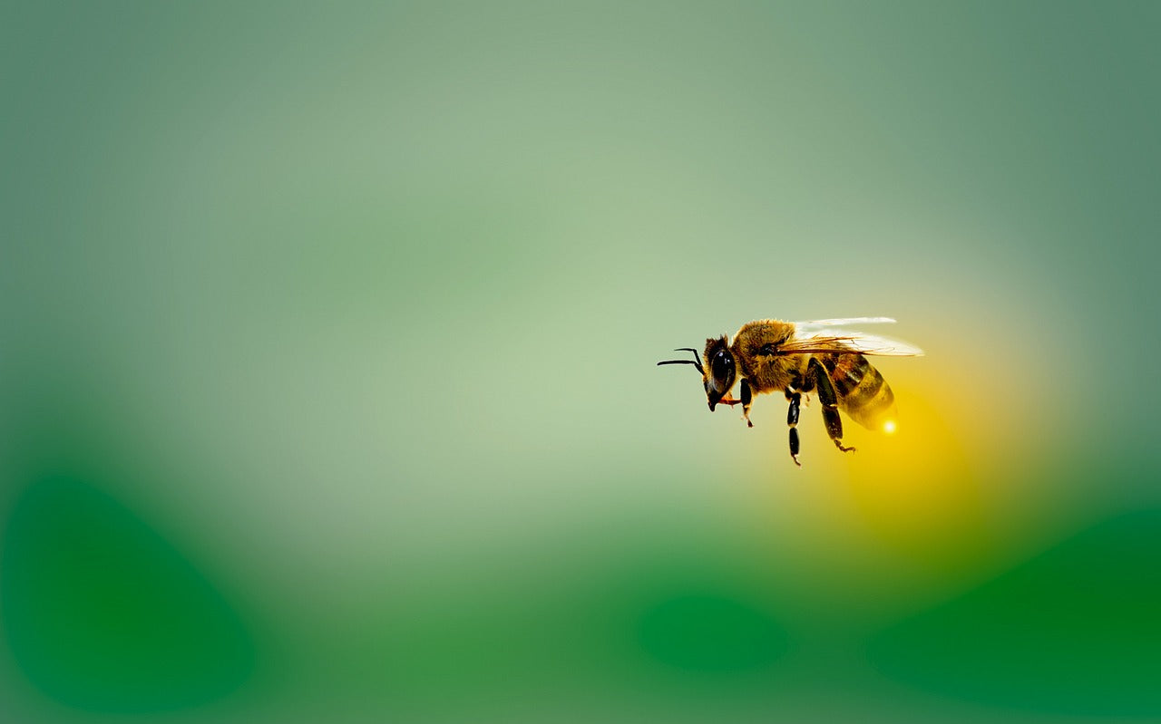 Buzzing Wonders: 12 Fun Facts About Bees That Will Amaze You Image by marian anbu juwan from Pixabay