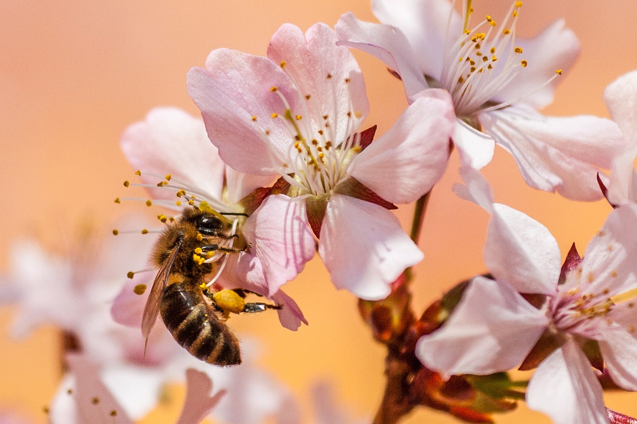 Unveiling the World of Bees: Nature’s Tiny Architects Image by Hermann Kollinger from Pixabay