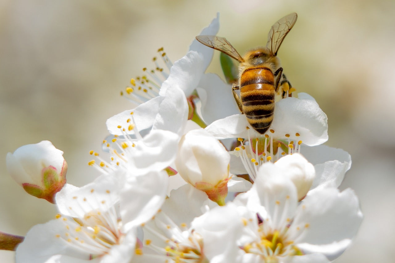 Bee Wise: How Bee Houses and Hotels Can Help Save Bees & the Environment Image by Ottó from Pixabay