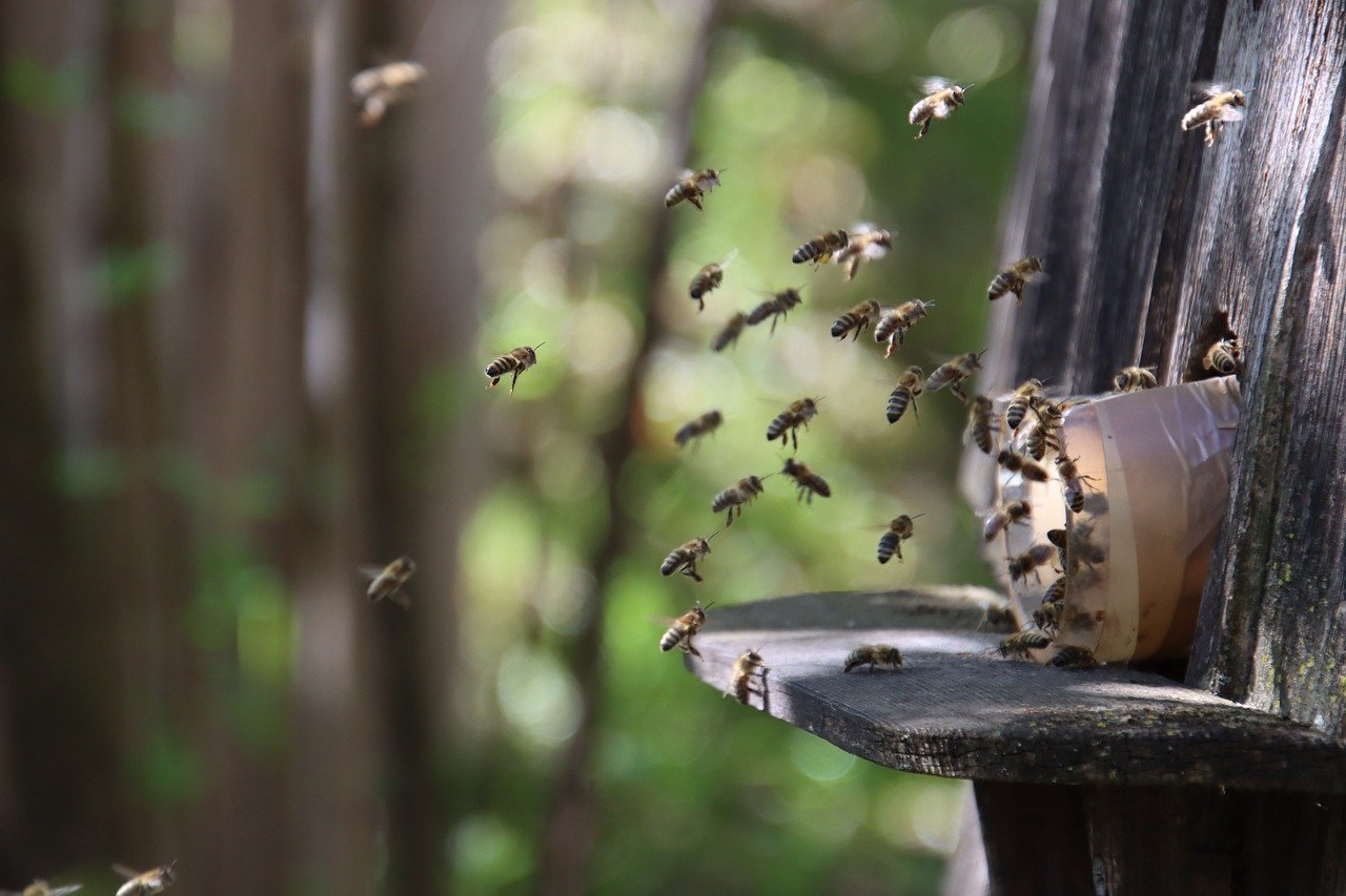 Why are Bees Important? Understanding Their Importance to Our Ecosystem and Beyond Image by Dominik Rheinheimer from Pixabay