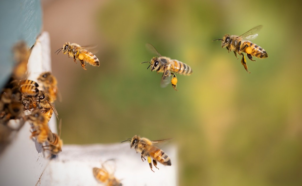 What Do Bees Eat? – A Comprehensive Guide to the Diet of Bees Image by Ted Erski from Pixabay